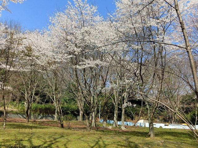 観音山公園